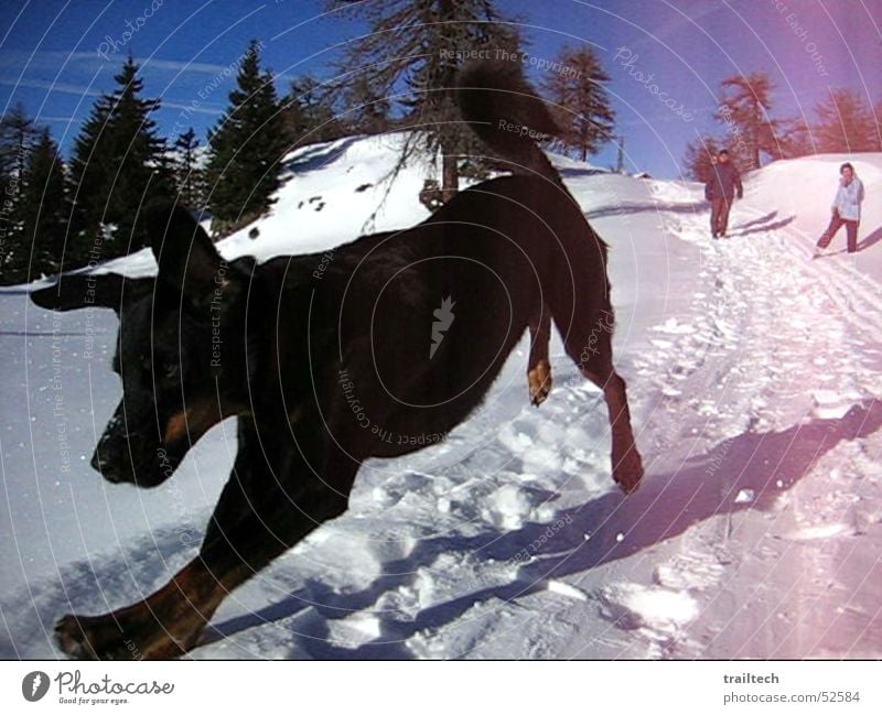 Schneewolf Hund Winter Wald springen schwarz Wolf Dezember Januar Februar Bewegung Luft dog dogs fliegen Spaziergang Freude freudensprung Ohr