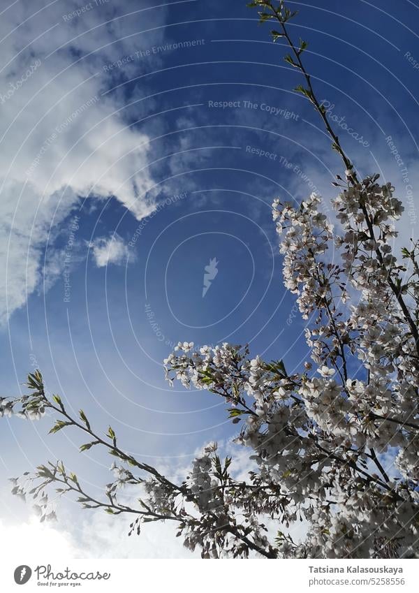 Blühende Zweige der japanischen Kirsche oder Sakura gegen den blauen Himmel während der Frühlingsblüte Ast Niederlassungen Japanisch Kirschblüten Baum Wolken