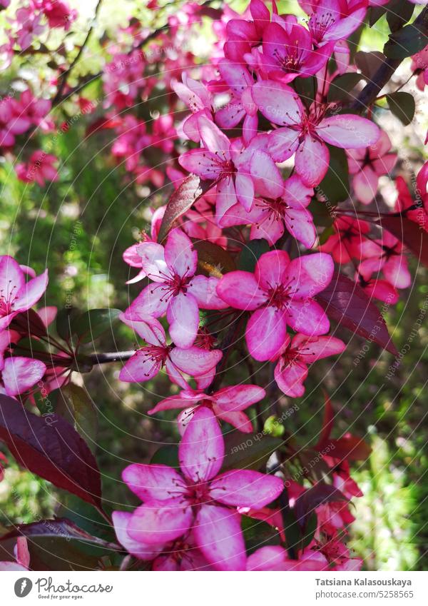 Malus royale Apfelbaum. Nahaufnahme von Blumen Magenta Baum: Royal Raindrops, Blühender Zierapfelbaum. Leuchtend rosafarbene, im Frühjahr blühende Blüten