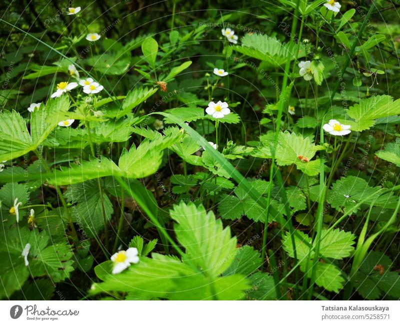 Nahaufnahme von blühenden Walderdbeeren im Frühsommer. Fragaria vesca, gemeinhin Walderdbeere, Walderdbeere, Alpenerdbeere, Karpatenerdbeere oder Europäische Erdbeere genannt