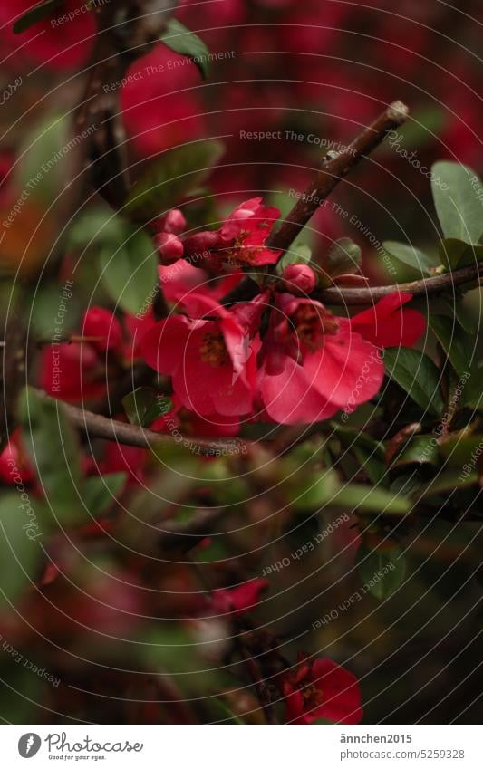 Rote Blüten an einem Strauch Frühling Garten rot geheimnisvoll grün Natur blühend Blühend Farbfoto natürlich schön Nahaufnahme Außenaufnahme Umwelt