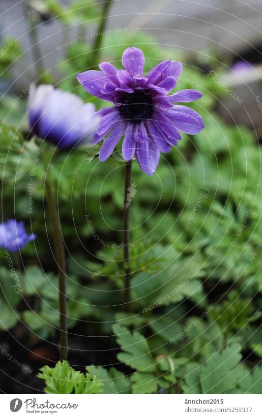 eine lilafarbene Blüte in einem Beet Frühling Natur Blume Nahaufnahme grün Blühend Sommer Außenaufnahme Farbfoto Menschenleer Pflanze Garten Detailaufnahme