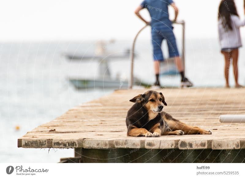 der Hund ruht sich aus auf dem Steg - nichts ist wirklich wichtig jetzt Pause Erholung entspannen ruhen Ruhe relaxen Sommer genießen ruhig Gelassenheit