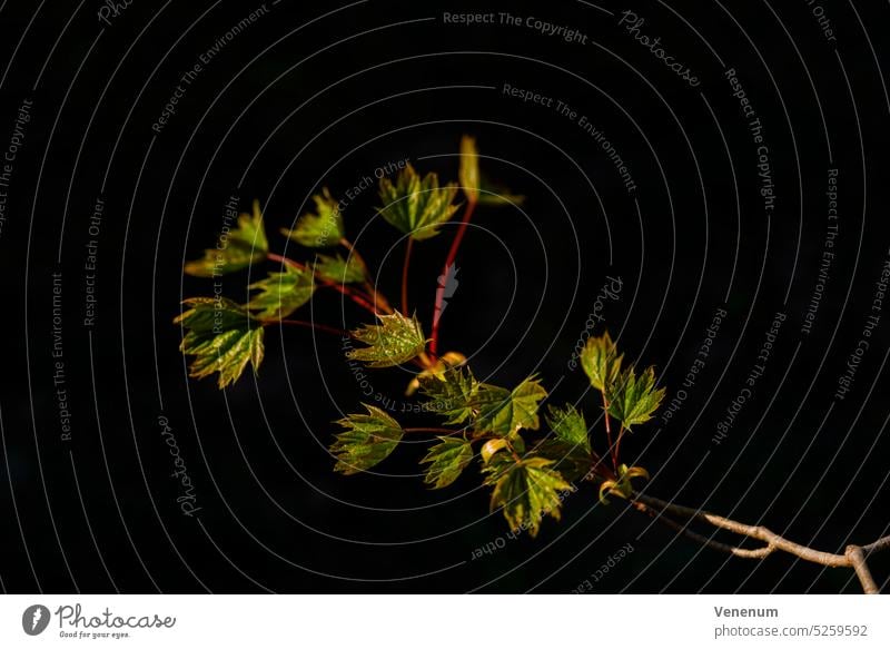 Kleiner junger Ahornbaum im Frühling im Wald mit den ersten Blättern des Jahres Baum Bäume Wälder Blatt Ast Niederlassungen Natur Deutschland Fotografie