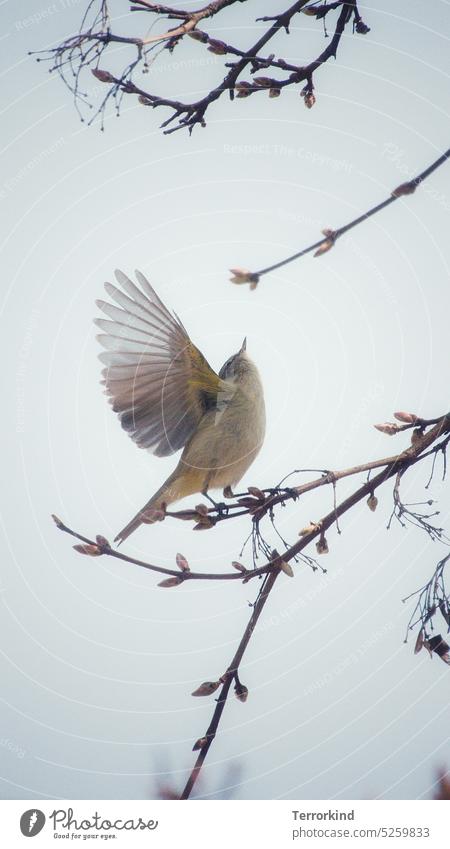 Zilpzalp mit gespreizten Flügeln auf einem Ast Phylloscopus collybita Vogel fliegen Tier Abflug Anflug starten Ornithologie Wildtier Freiheit Bewegung blau gelb