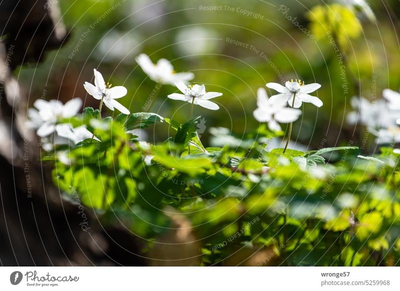 Blühende Buschwindröschen im lichten Wald Adonisröschen Blumen und Pflanzen Frühblüher Frühling lichter Wald Buchenwald Waldboden Frühlingserwachen Nahaufnahme