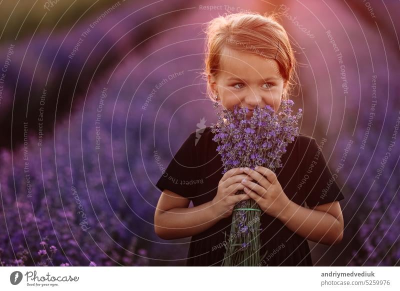 Porträt eines niedlichen Mädchens mit einem Strauß Lavendelblüten in den Händen. Ein Kind geht in einem Feld von Lavendel auf Sonnenuntergang. Kind in schwarzem Kleid hat Spaß in der Natur auf Sommerurlaub Urlaub.