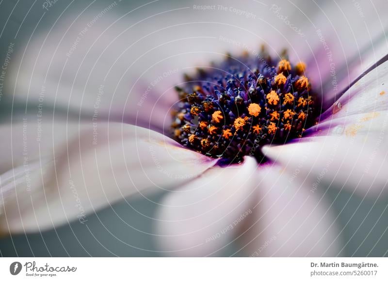 Osteospermum, Kapmargerite, Blütenstand; Gartenforn Gartenform aus Südafrika blühen nicht frosthart Korbblütler Asteraceae Compositae Pflanze Blume Sorte