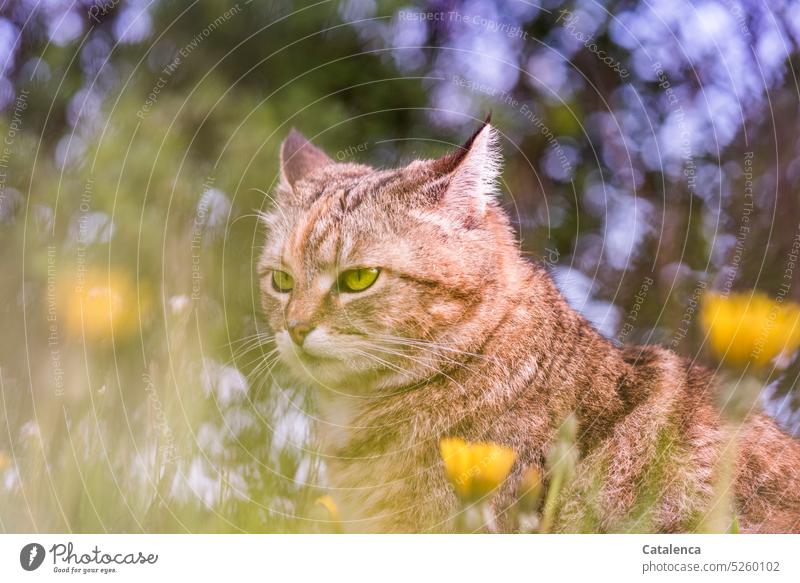 Die Katze auf der Wiese mit Löwenzahn  beobachtet wachsam ihre Umgebung Natur Fauna Säugetier Tier Feline Hauskatze Tierporträt Haustier Gras beobachten