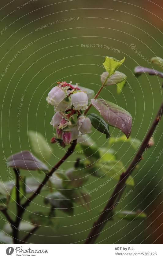 Es werden Heidelbeeren blüten heidelbeeren zweig heidelbeerenzweig garten pflanze natur flora glöckchen