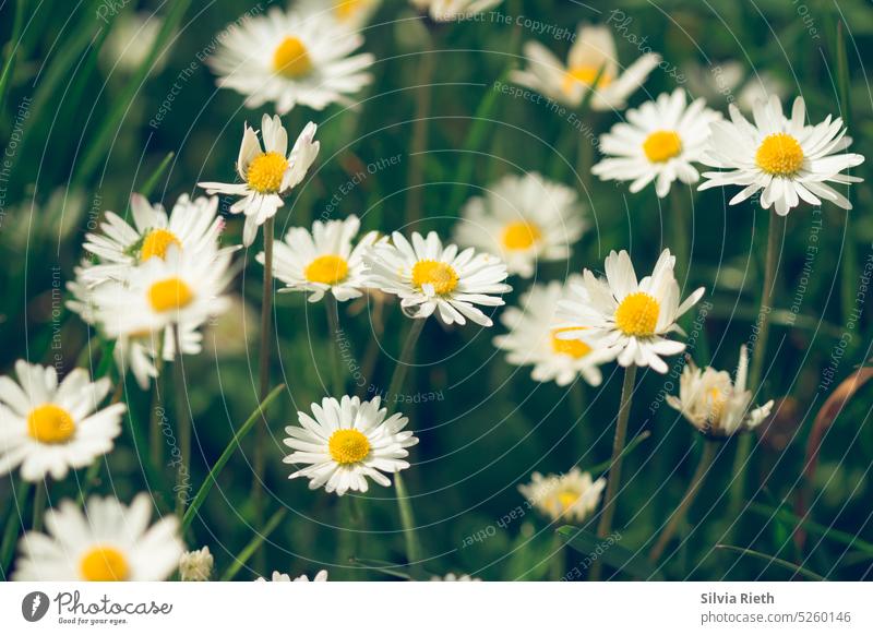 blühende Gänseblümchen Blume Wiese Sommer grün Gras Frühling Natur Blüte Pflanze weiß Nahaufnahme Garten Farbfoto Blühend Außenaufnahme Blumenwiese gelb