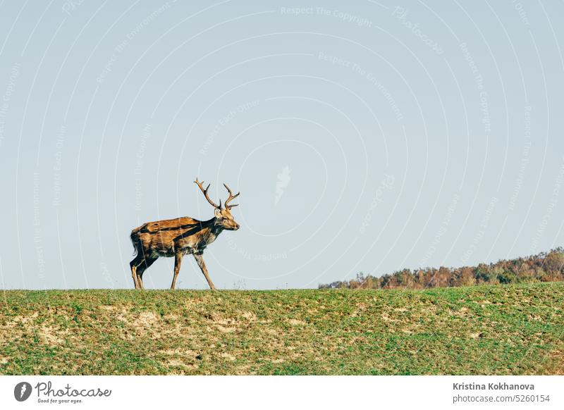 Junge Hirsche grasen auf grünem Rasen, Frühling. Niedliche Tiere auf dem Bauernhof. Wald Natur Tierwelt Geweih natürlich Zervus elaphus Säugetier Bleßwild Jagd