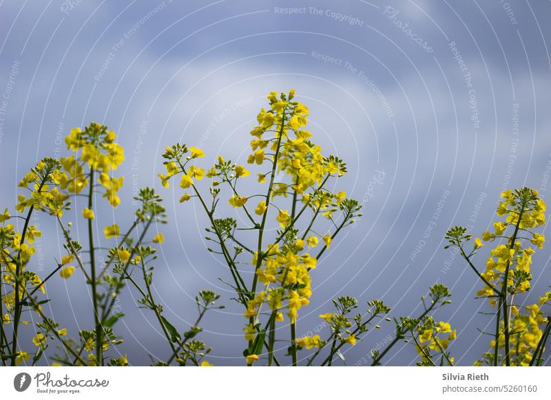 Rapsblüten vor wolkigem Himmel Rapsfeld Rapsanbau Rapsöl Feld gelb Landschaft Natur Landwirtschaft Nutzpflanze Umwelt Frühling Blüte Blühend Wachstum Pflanze