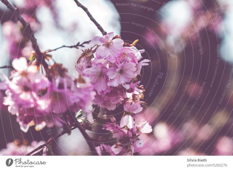 Pinkfarbene Japanische Kirschblüten pink rosa Blüte Pflanze Natur Blühend Frühling schön natürlich Garten Nahaufnahme Farbfoto zart Unschärfe Detailaufnahme