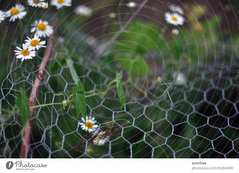 blümchen hinterm drahtzaun Blümchen Gänseblümchen Kamille Zaun Drahtzaun Maschendrahtzaun grün Natur Wuchs Unaufhaltsam gefangen Grenze Schrebergarten