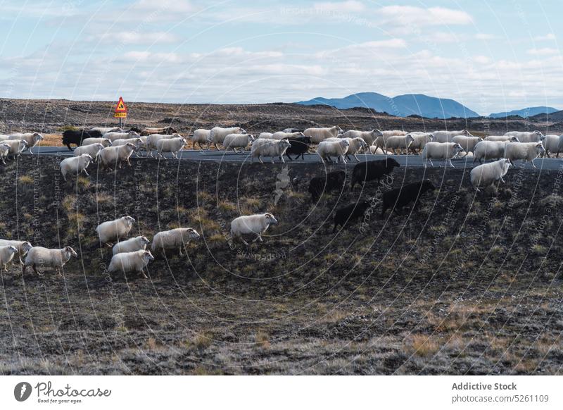 Schafherde beim Überqueren der Straße auf dem Lande Schwarm durchkreuzen Landschaft Berge u. Gebirge heimisch Natur Tier Asphalt Island Europa Gegend ländlich