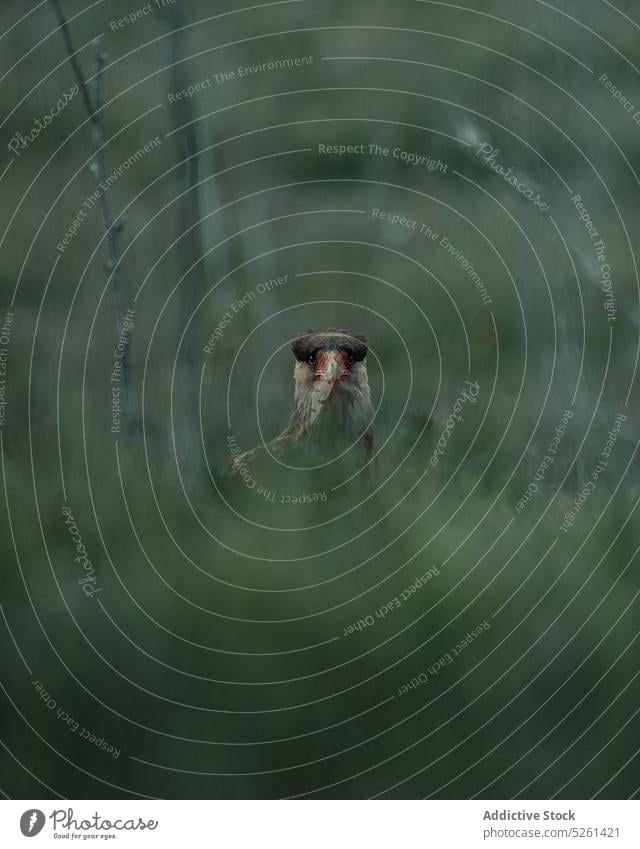 Vogel sitzt im grünen Gras Tier wild Raubtier Adler Tierwelt Natur Wiese Ornithologie cholila Argentinien Fauna Umwelt Lebensraum Fleischfresser Bargeld