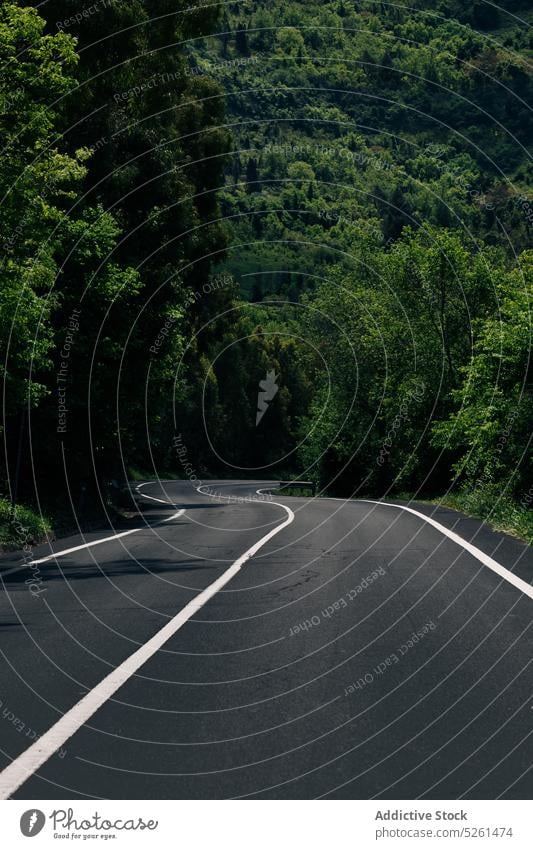 Kurvige Asphaltstraße in der Natur Straße Baum üppig (Wuchs) Kurve Landschaft Sommer Wald Laubwerk Saison Sizilien Italien malerisch Pflanze Flora Weg Route