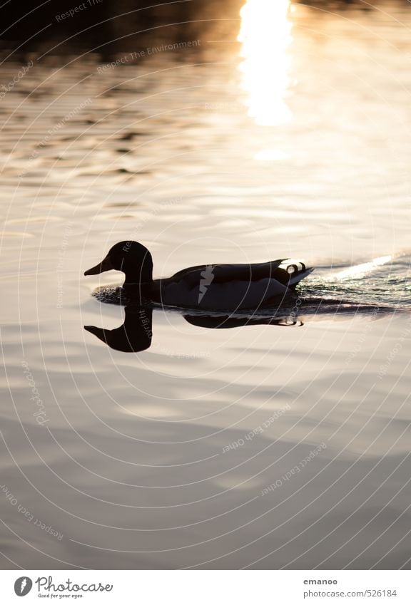 Spiegelentlein Natur Tier Wasser Sonne Klima Wetter Teich See Vogel 1 Schwimmen & Baden nass natürlich wild weich gold schwarz Ente Bodensee Spiegelbild Feder