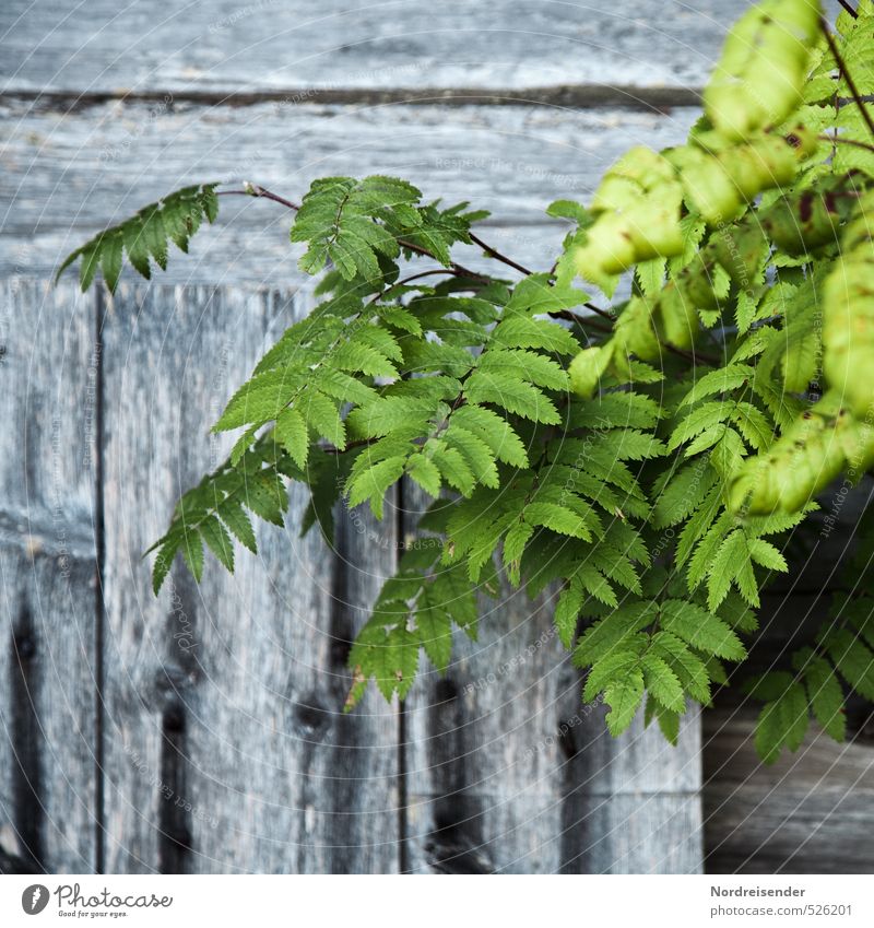 Eberesche Pflanze Sommer Baum Mauer Wand Fassade Holz grau grün Leben Natur einfach Holzbrett alt Patina Hintergrundbild Vogelbeeren Vogelbeerbaum Farbfoto