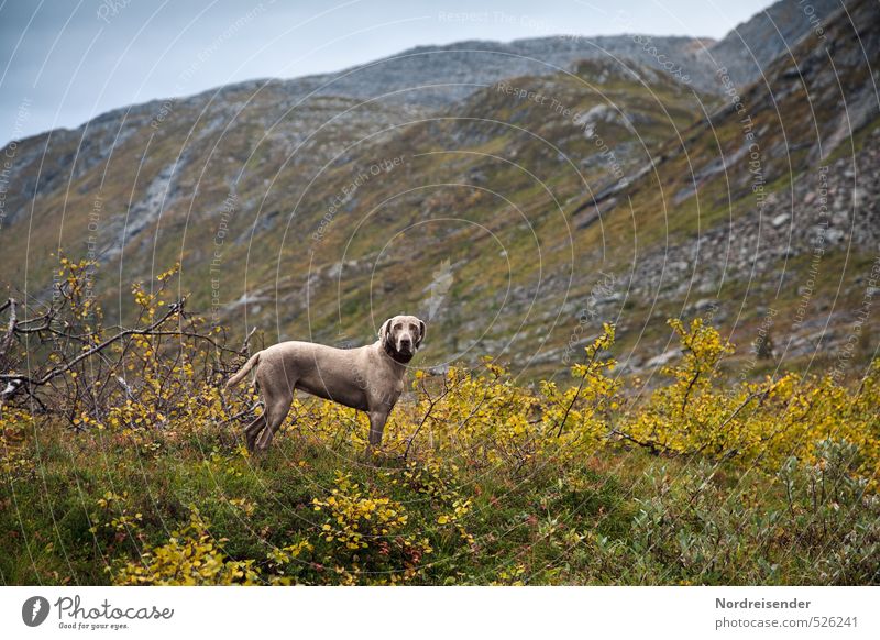 Aufgehen Jagd Abenteuer Ferne Freiheit Berge u. Gebirge wandern Landschaft Pflanze Tier Wetter schlechtes Wetter Regen Hund 1 beobachten Fitness muskulös