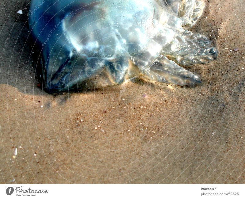 qualle Qualle Meer Strand Glätte Korn Tier Lebewesen Sand Tod