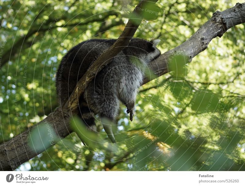 Einfach mal abhängen! Umwelt Natur Tier Sommer Pflanze Baum Blatt Wildtier Fell hell natürlich wild weich Waschbär faulenzen bequem Farbfoto mehrfarbig