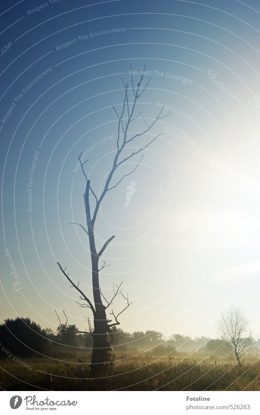 Pflanzen | Herbstmorgen Umwelt Natur Landschaft Himmel Wolkenloser Himmel Schönes Wetter Baum Wiese hell kalt natürlich Farbfoto mehrfarbig Außenaufnahme