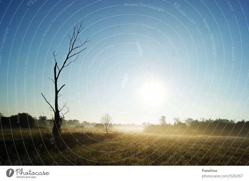 777 | jetzt wirds frostig Umwelt Natur Landschaft Pflanze Himmel Wolkenloser Himmel Sonne Herbst Baum Wiese Feld hell kalt natürlich blau schwarz weiß Farbfoto