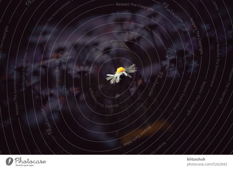 Erleuchtete Margherite Blume Blühend Frühling Natur Pflanze Detailaufnahme natürlich Garten Makroaufnahme Margheriten Nahaufnahme Unschärfe dunkel erleuchtet