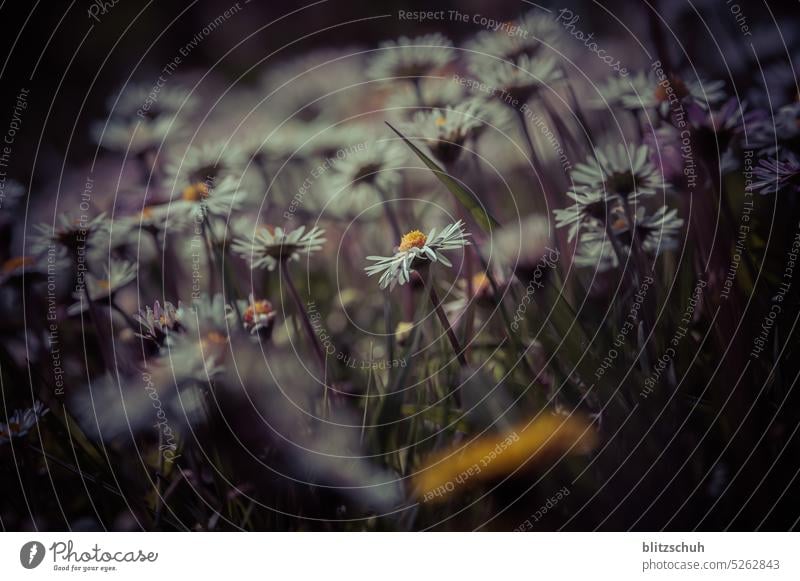 Margheriten Blume Blühend Frühling Natur Pflanze Detailaufnahme natürlich Garten Makroaufnahme Nahaufnahme Unschärfe