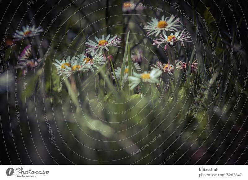 Margheriten Blume Blühend Frühling Natur Pflanze Detailaufnahme natürlich Garten Makroaufnahme Nahaufnahme Unschärfe