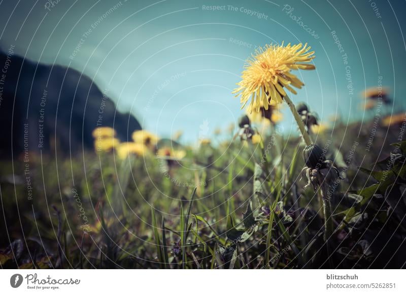 Der Löwenzahn löwenzahn Blume Pflanze Makroaufnahme Nahaufnahme Blüte Frühling Schwache Tiefenschärfe Natur Farbfoto Wildpflanze Pusteblume gelb