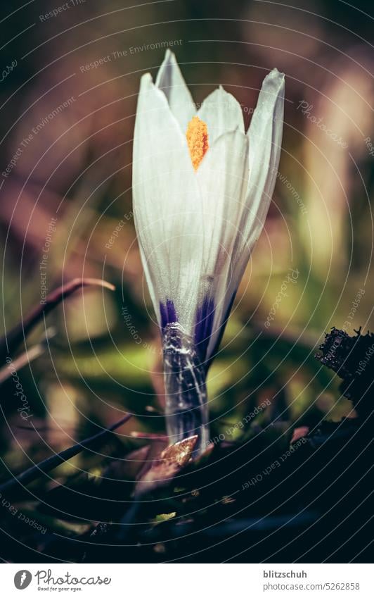 Makroaufnahme Krokus Frühling Blume Natur Blüte Krokusse Frühlingsgefühle Blühend Nahaufnahme Schwache Tiefenschärfe Frühblüher Frühlingsblume Detailaufnahme