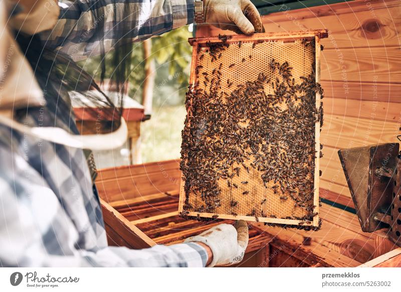 Imker bei der Arbeit im Bienenstock. Entnahme der Honigwaben aus dem Bienenstock mit Bienen auf den Waben. Erntezeit im Bienenstock Liebling Bienenkorb