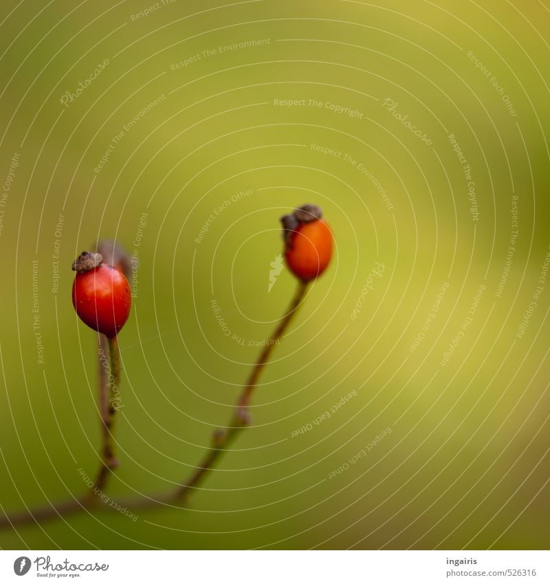 Hagebutten Tee Hagebuttentee Früchtetee Gesundheit Alternativmedizin harmonisch Wohlgefühl Erholung Natur Pflanze Herbst Hundsrose Wachstum natürlich rund braun