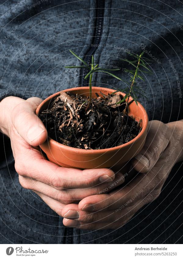 Ein Gärtner hält einen Blumentopf mit verschiedenen Tannensetzlingen Wiederaufforstung Wandel & Veränderung Klima Baum Kohlendioxid Lager Absorption