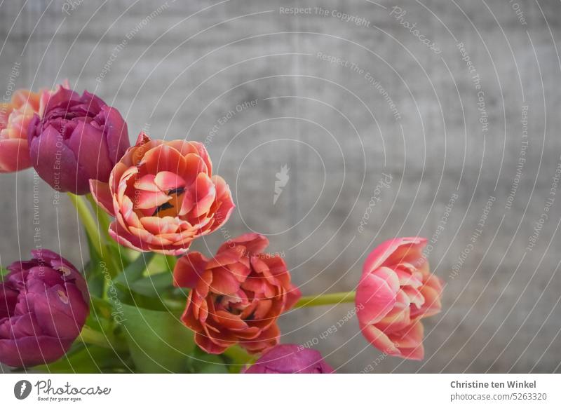 Tulpenzeit gefüllte Tulpen Blumenstrauß Blüte Muttertag Frühling Frühlingsgefühle Blühend Geburtstag ästhetisch Schwache Tiefenschärfe Frühlingsblume