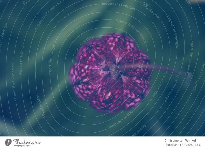 Schachbrettblume Kiebitzblume Fritillaria meleagris Blüte Frühling Frühlingsblume Zwiebelblume Vogelperspektive Draufsicht Schwache Tiefenschärfe lila grün
