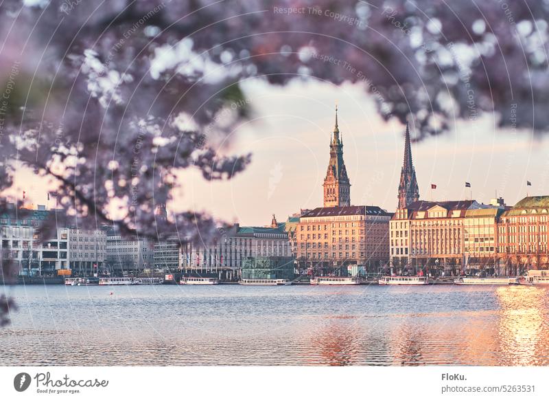 Jungfernstieg bei Sonnenaufgang im Frühling Kirsche Kirschblüte Hamburg Alster binnelaster Stadt Hafenstadt Hamburger Rathaus Sehenswürdigkeit Außenaufnahme