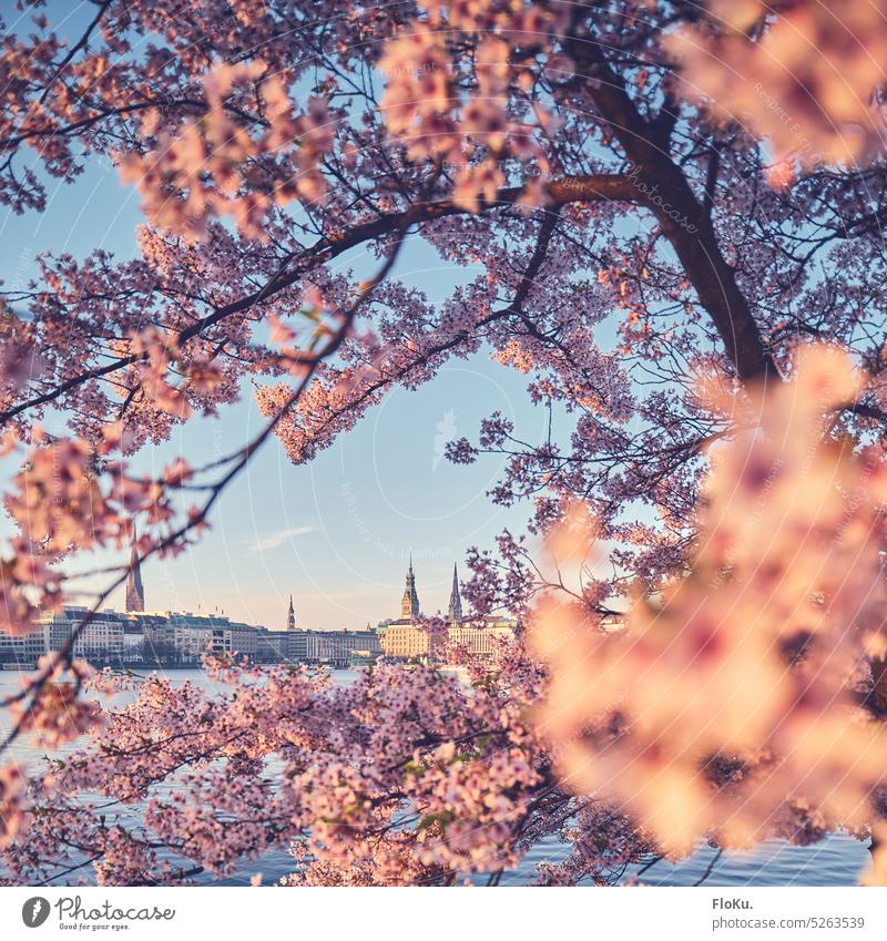 Kirschblüten an der Hamburger Binnenalster Kirsche Alster binnelaster Stadt Hafenstadt Hamburger Rathaus Sehenswürdigkeit Außenaufnahme Menschenleer Wahrzeichen