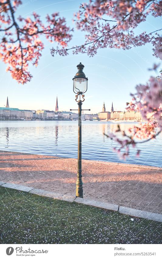 Straßenlaterne an der Binnenalster Hamburg Laterne altmodisch Frühling Alster Jungfernstieg Stadt Wasser Außenaufnahme Stadtzentrum Farbfoto Himmel