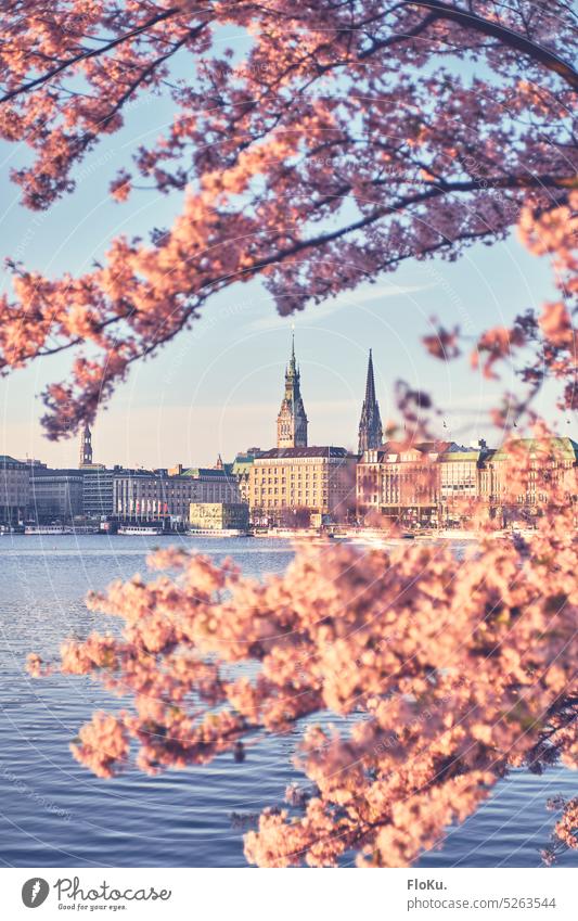 Kirschblüte in Hamburger Innenstadt Binnenalster Alster Hamburger Rathaus Kirsche pink Außenaufnahme Farbfoto Stadt Sehenswürdigkeit Stadtzentrum Hafenstadt