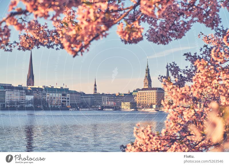 rosa Kirschblüte in Hamburger Innenstadt Binnenalster Alster Hamburger Rathaus Kirsche pink Außenaufnahme Farbfoto Stadt Sehenswürdigkeit Stadtzentrum