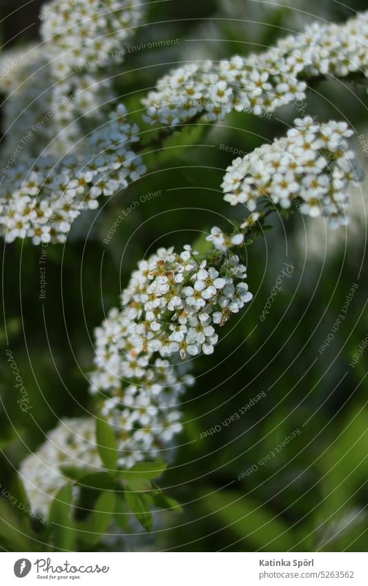 Buschblüte Blüte Natur Frühling weiß weiße blüten Blütenblätter Blütenpflanze Grünpflanze grün Spierstrauch