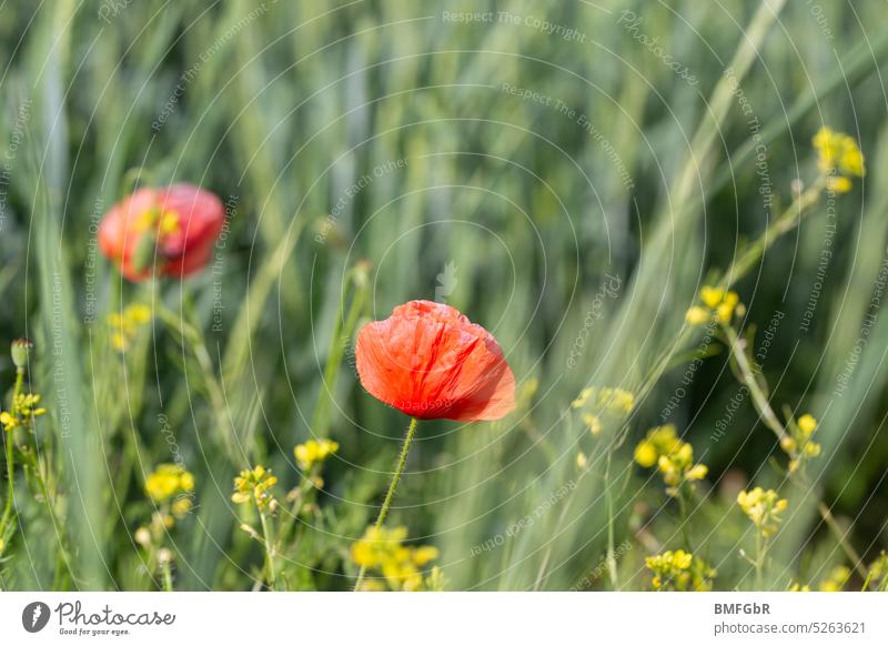 Natürliche Feldwiese mit roten Mohnblüten und anderen gelben Blüten und grünen Gräsern. Wildwiese Wiese Natur natürlich Sommer Blume blühen Farbfoto