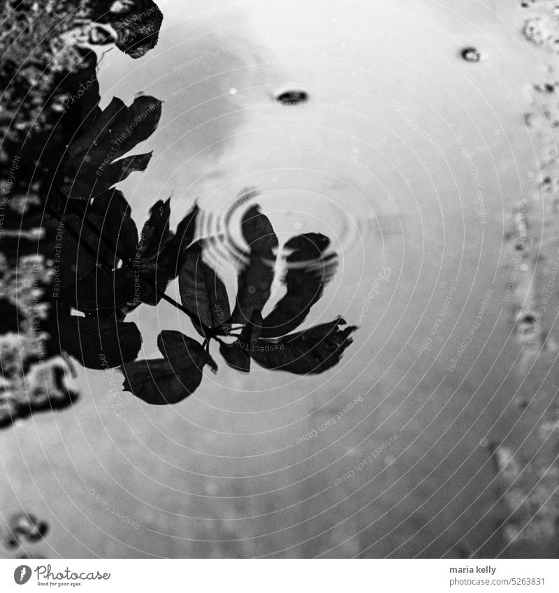 Ein regnerischer Nachmittag Schwarzweißfoto Regen Wassertropfen Baum Blätter Reflexion & Spiegelung