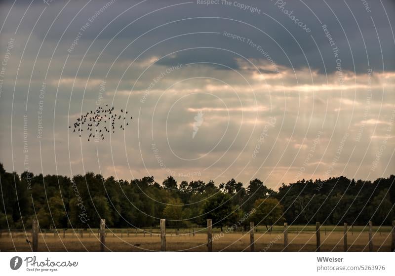 Eine abendliche Landschaft in der Heide mit Wolken, Sonnenstrahlen und einem Vogelschwarm Abend Abendlicht Sonnenuntergang dramatisch wolkig Licht Strahlen