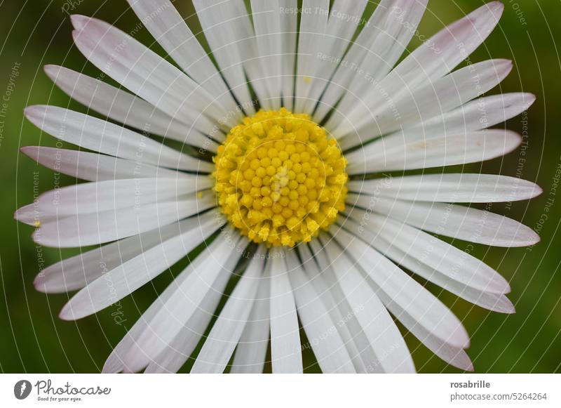 Gänseblümchen ganz groß Detail Stempel Blumenstempel Blütenblätter Nahaufnahme zart makro floral detailiert Maßliebchen Tausendschön Bellis perennis Frühling