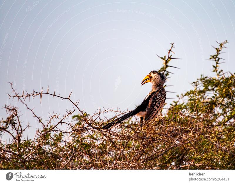 lieblingsvogel Fernweh Ferne reisen Farbfoto Abenteuer Natur Freiheit besonders Tierschutz Tierliebe Afrika Safari Namibia Wildnis wild frei Tierporträt